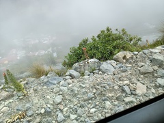 Siphocampylus tupaeformis