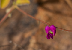 Tephrosia burchellii