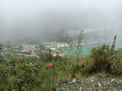 Siphocampylus tupaeformis