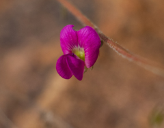Tephrosia burchellii