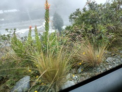 Siphocampylus tupaeformis