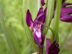 Anacamptis laxiflora
