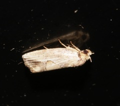 Strotihypera macroplaga
