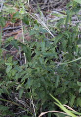 Tragia dioica
