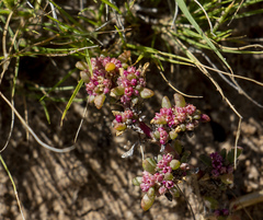 Trianthema parvifolia