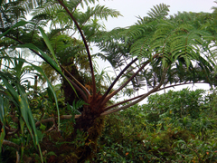 Cyathea parksiae