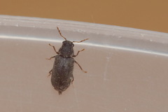 Hemicoelus