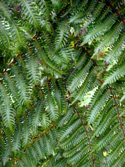 Cyathea parksiae