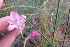 Gladiolus martleyi