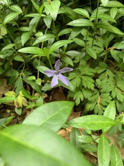 Vinca minor
