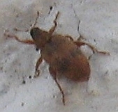 Orchestes steppensis