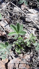 Potentilla humifusa