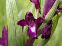 Anacamptis laxiflora