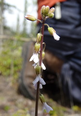 Boechera retrofracta