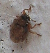 Orchestes steppensis