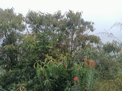 Siphocampylus tupaeformis