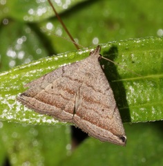 Lysimelia neleusalis