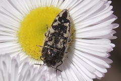 Acmaeodera sphaeralceae
