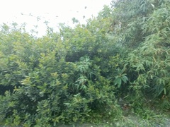 Baccharis