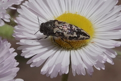 Acmaeodera sphaeralceae