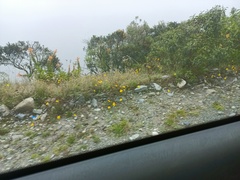 Siphocampylus tupaeformis