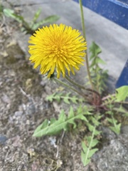 Taraxacum officinale