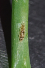 Acrolepiopsis sapporensis