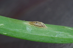 Acrolepiopsis sapporensis