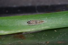 Acrolepiopsis sapporensis