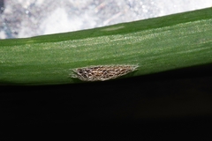 Acrolepiopsis sapporensis