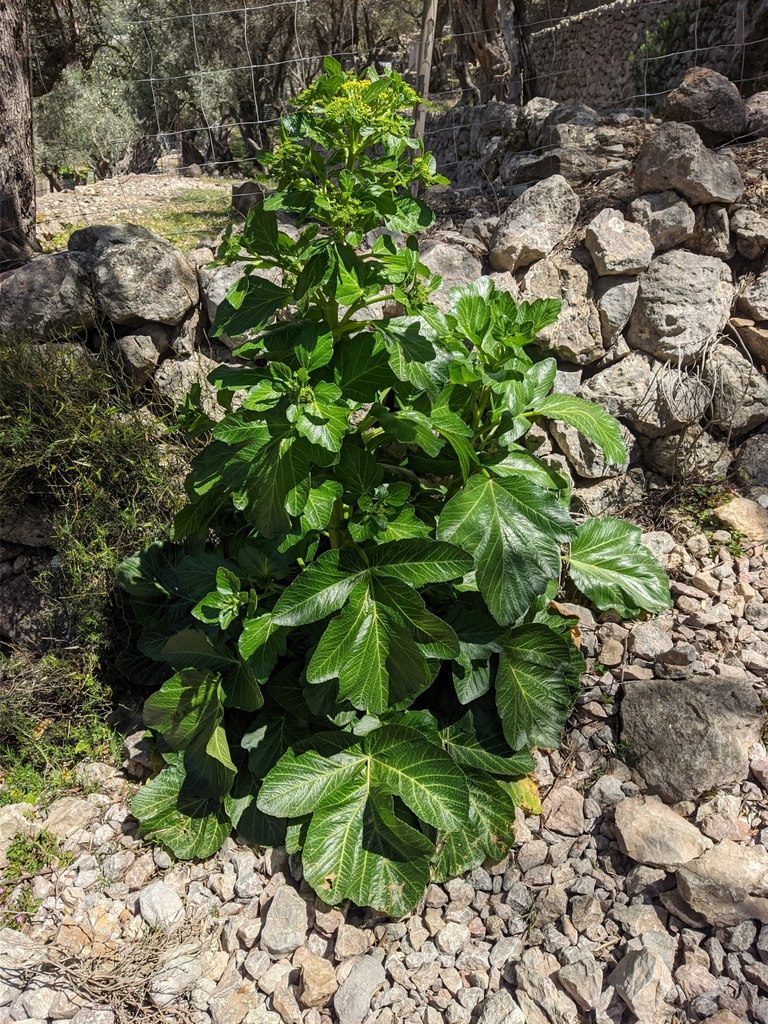 Pastinaca lucida