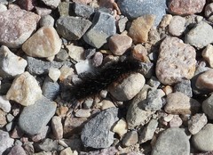 Apantesis nevadensis