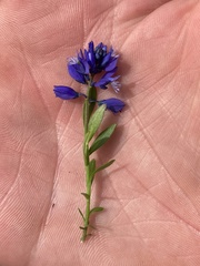 Polygala calcarea