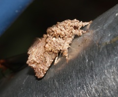 Callopistria guttulalis