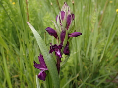 Anacamptis laxiflora