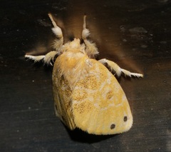 Euproctis cryptosticta