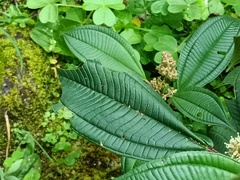 Miconia ligustrina
