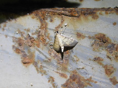 Cnaphalocrocis patnalis