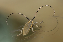 Agapanthia dahli