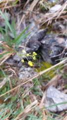 Biscutella laevigata austriaca