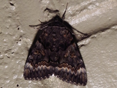 Catocala epione