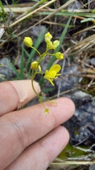 Biscutella laevigata austriaca