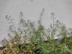 Capsella bursa-pastoris