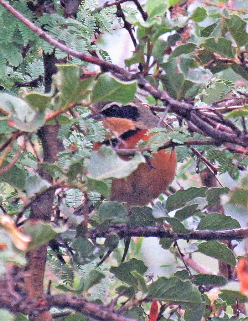 Olive-crowned Crescentchest