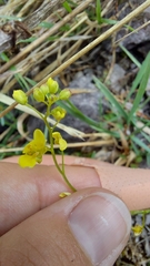 Biscutella laevigata austriaca