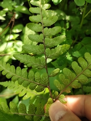 Athyrium otophorum