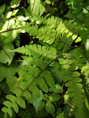 Athyrium otophorum