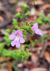 Prostanthera densa