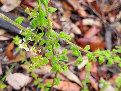 Prostanthera densa