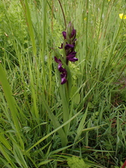 Anacamptis laxiflora